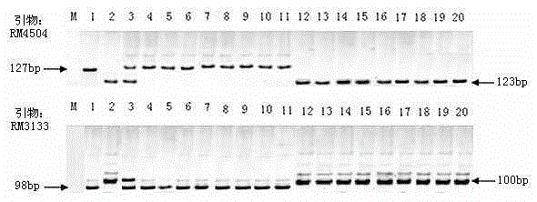 Rice variety Zhejiang 5 black-streaked dwarf virus resistant site qRBSDV17 and molecular marker method thereof