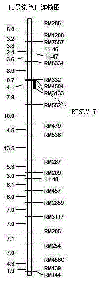 Rice variety Zhejiang 5 black-streaked dwarf virus resistant site qRBSDV17 and molecular marker method thereof