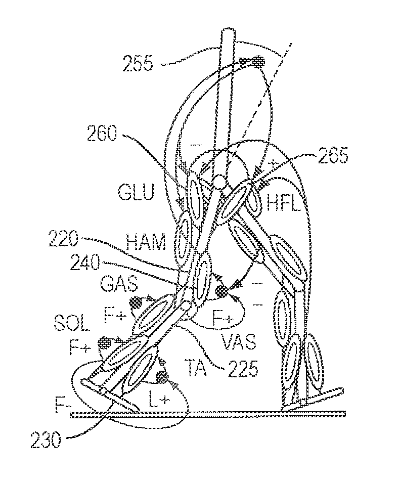 Model-based neuromechanical controller for a robotic leg