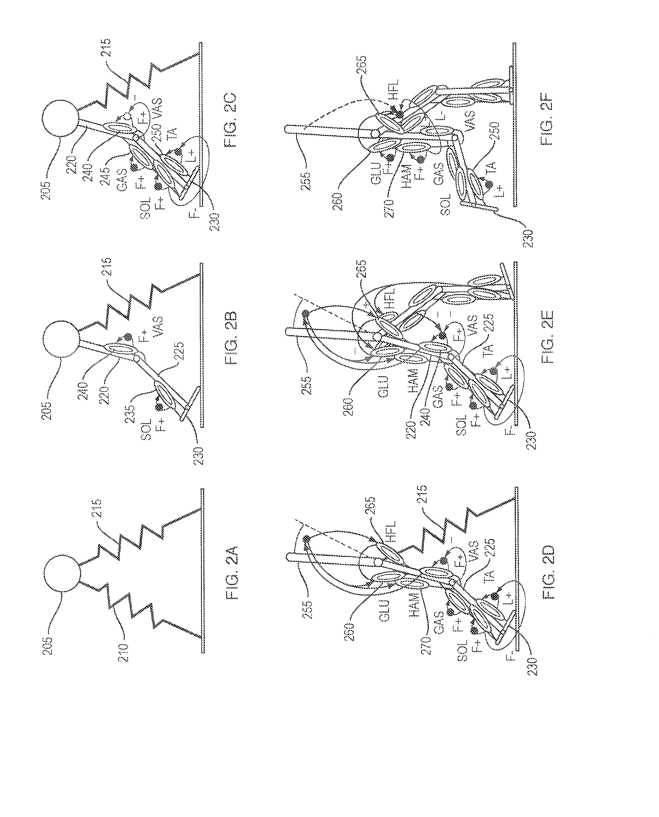 Model-based neuromechanical controller for a robotic leg