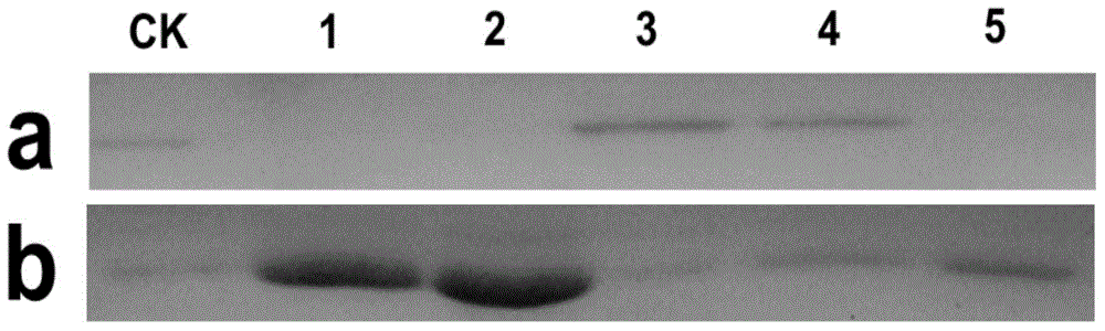 Oxidation hydrolase gene BtLPMO10A and oxidation hydrolase and application