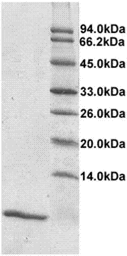 A kind of purification method of recombinant human epidermal growth factor