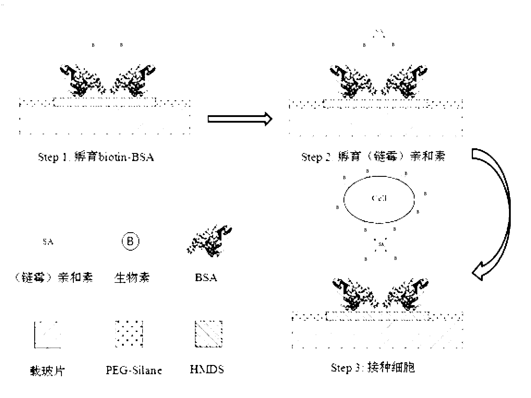 Avidin-biotin system cell patterning-based chip and preparation and applications thereof