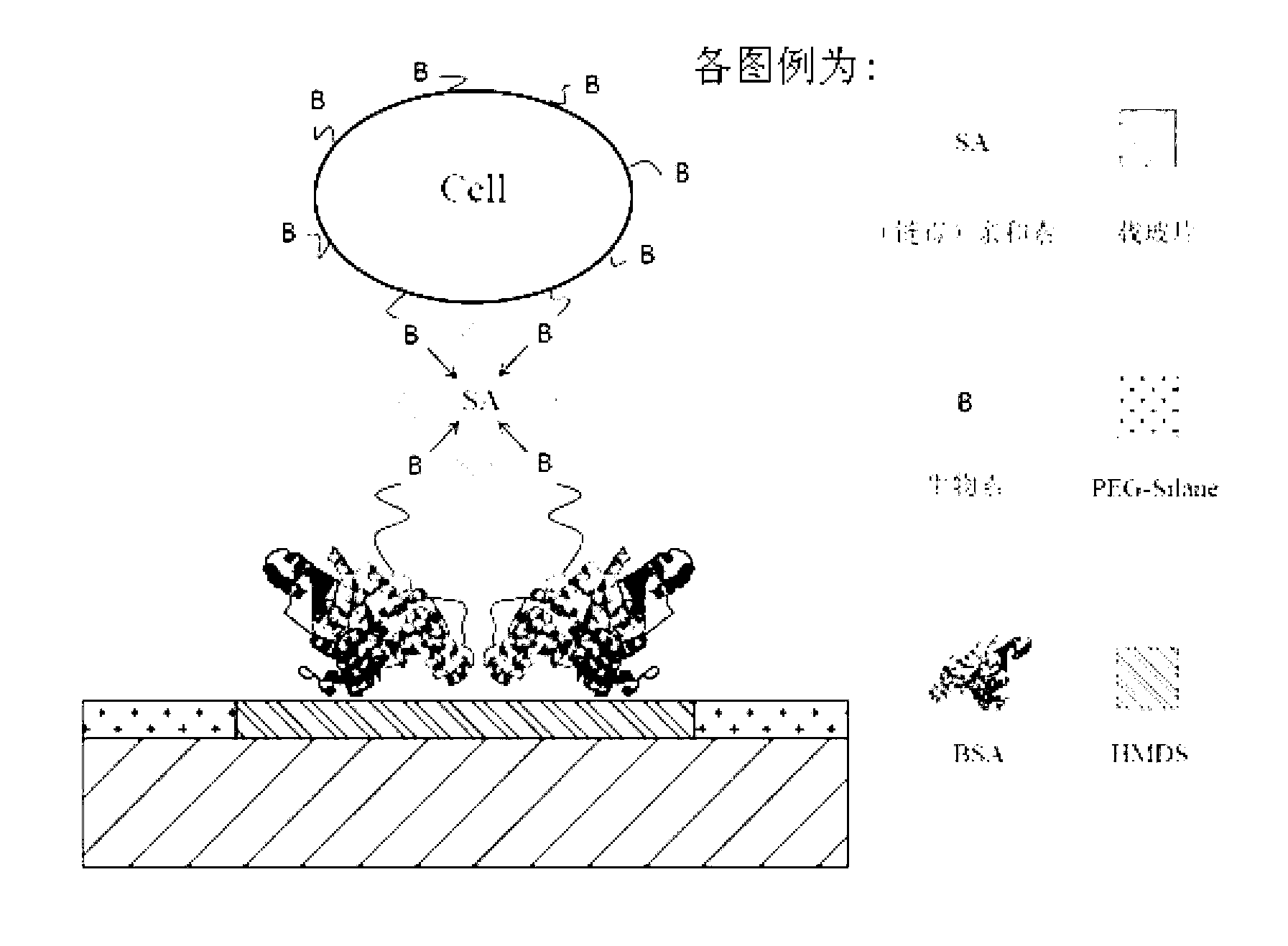 Avidin-biotin system cell patterning-based chip and preparation and applications thereof