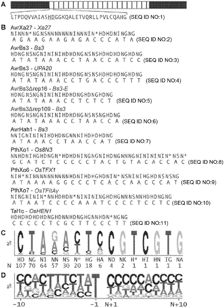 TAL effector-mediated DNA modification