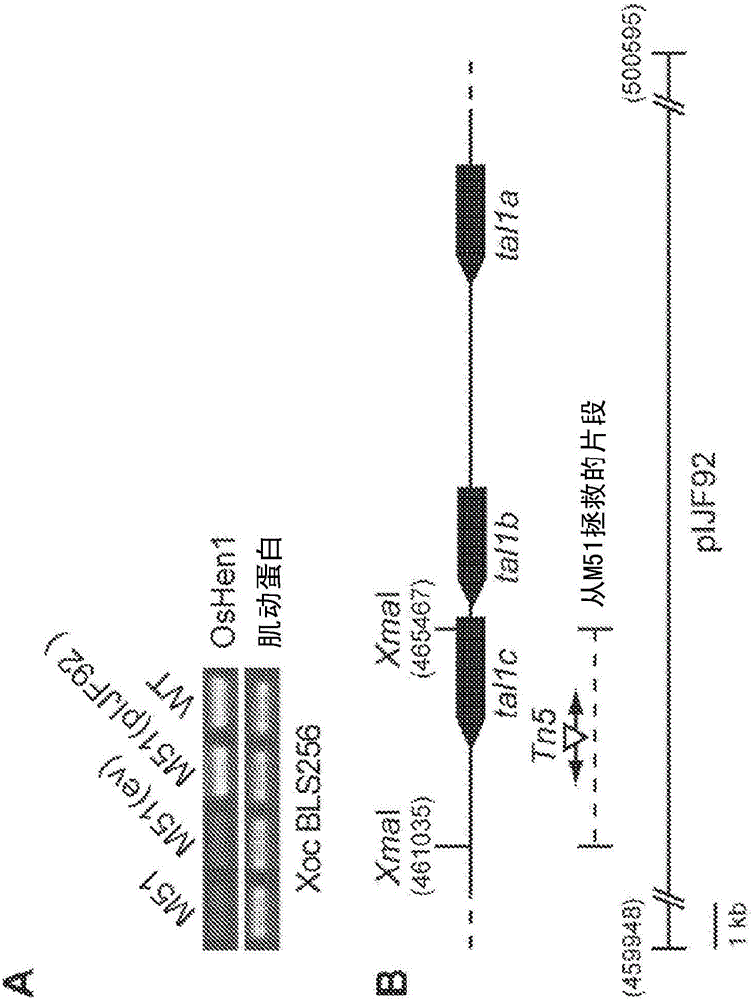 TAL effector-mediated DNA modification