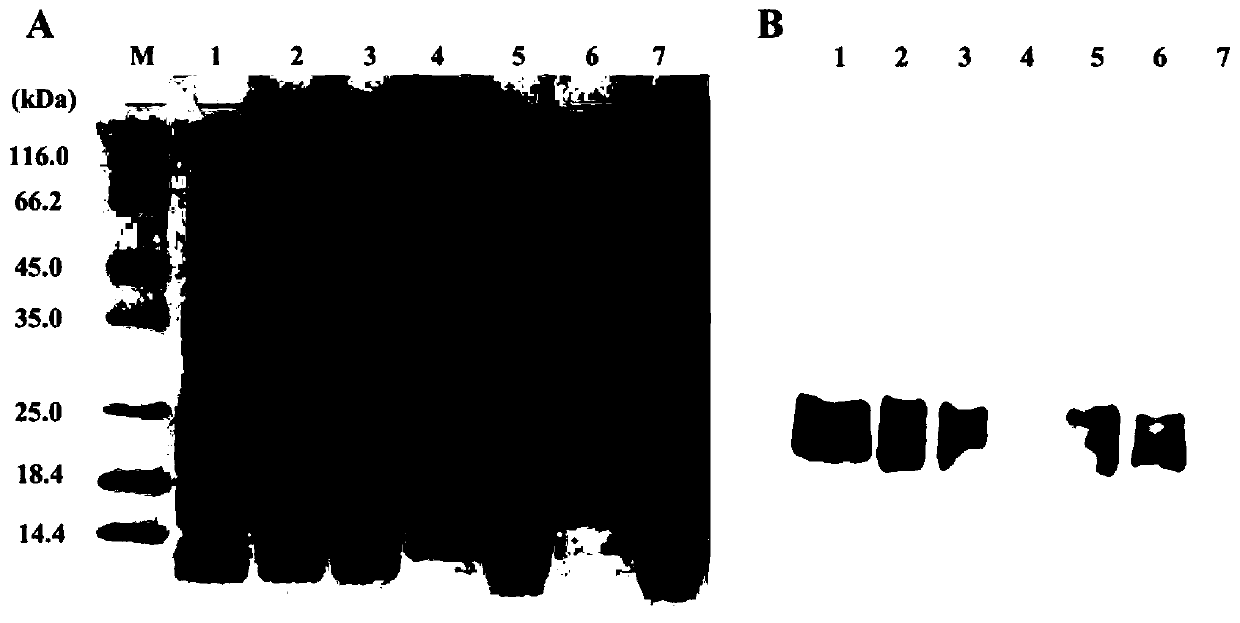 Mutant of scylla paramamosain allergic protein Scy p 4 and application of mutant