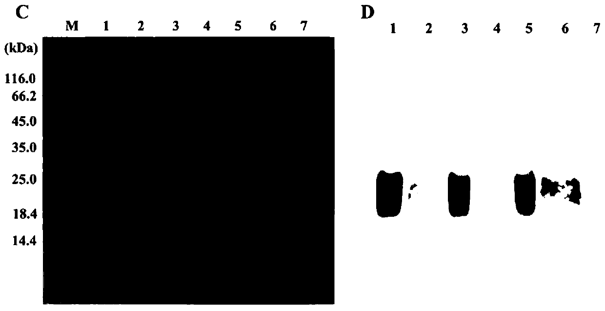 Mutant of scylla paramamosain allergic protein Scy p 4 and application of mutant