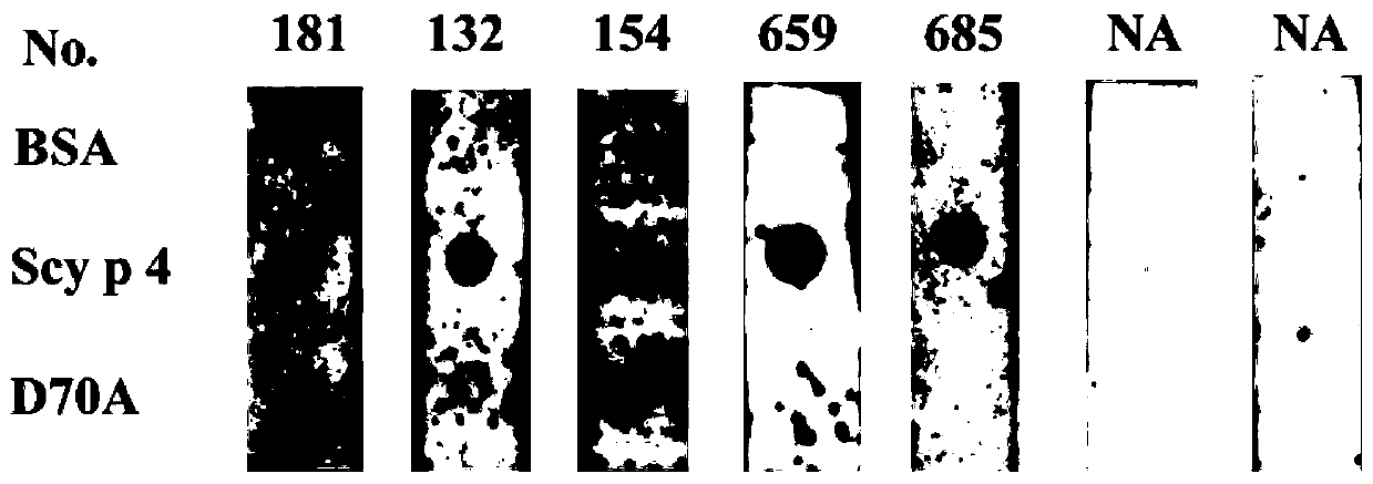 Mutant of scylla paramamosain allergic protein Scy p 4 and application of mutant