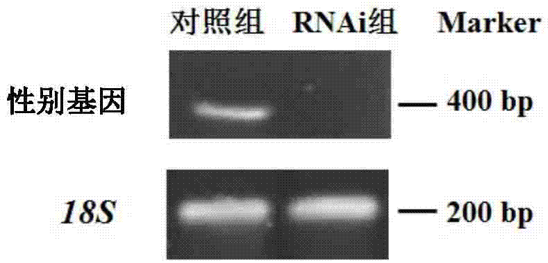 Method for sex induction of hermaphrodite shrimps