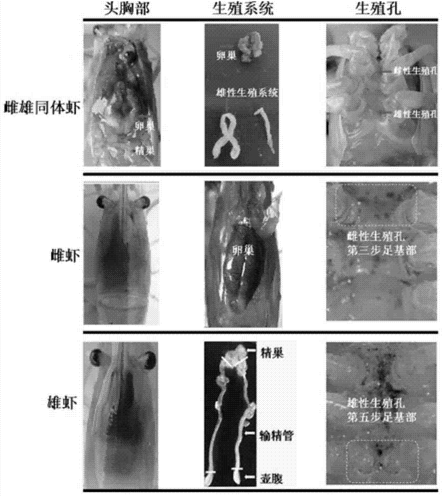 Method for sex induction of hermaphrodite shrimps