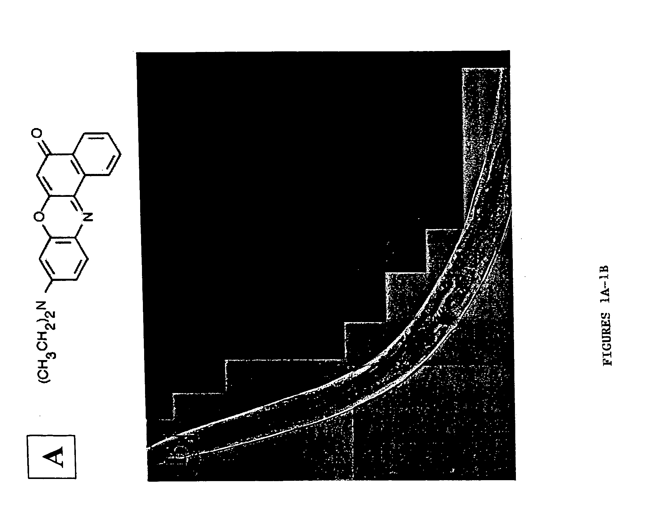 Polynucleotide and polypeptide fat metabolism regulators and uses thereof