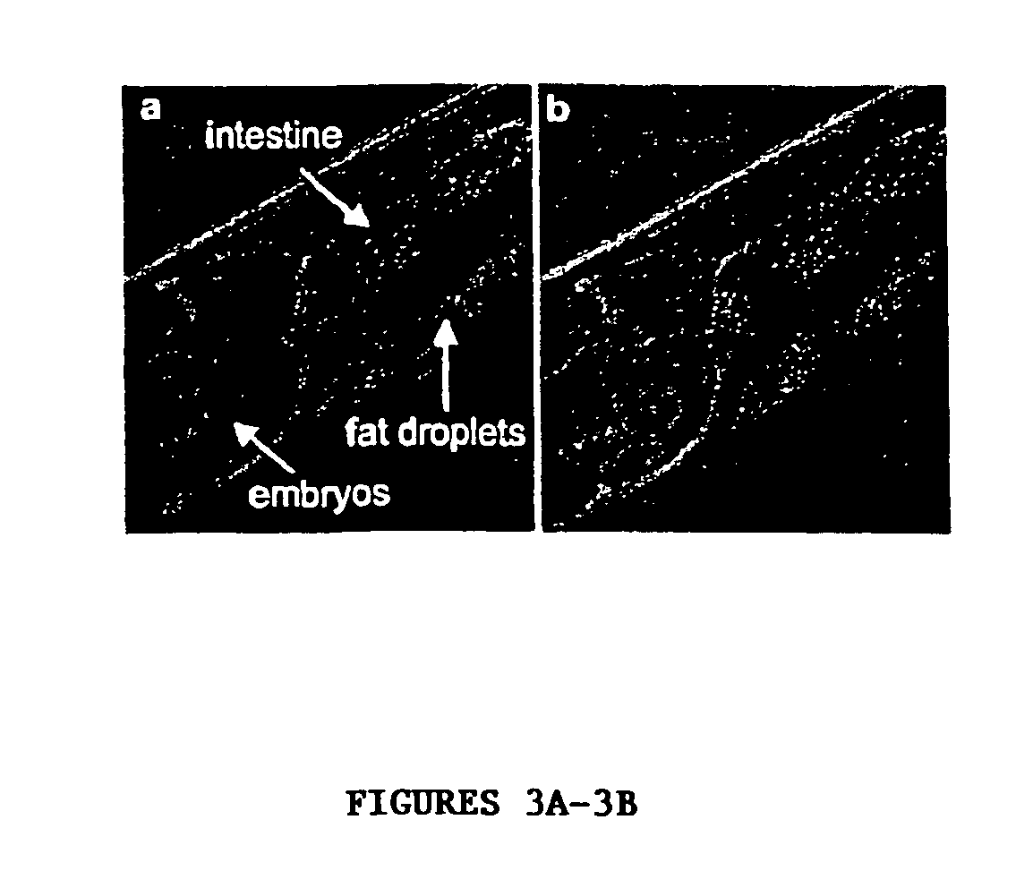 Polynucleotide and polypeptide fat metabolism regulators and uses thereof