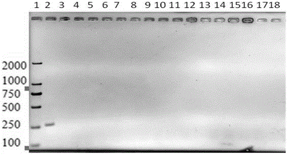 Method for detecting amaranthus palmeri through PCR primers