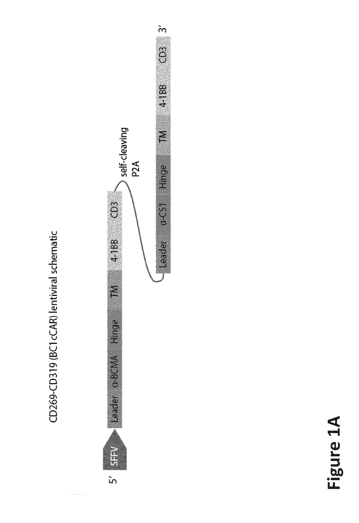 COMPOUND CHIMERIC ANTIGEN RECEPTOR (cCAR) TARGETING MULTIPLE ANTIGENS, COMPOSITIONS AND METHODS OF USE THEREOF