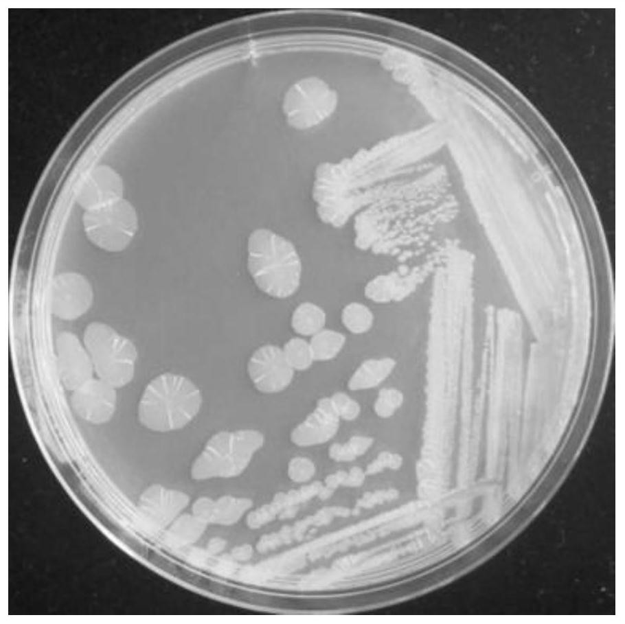 A kind of denitrification bacteria and its application