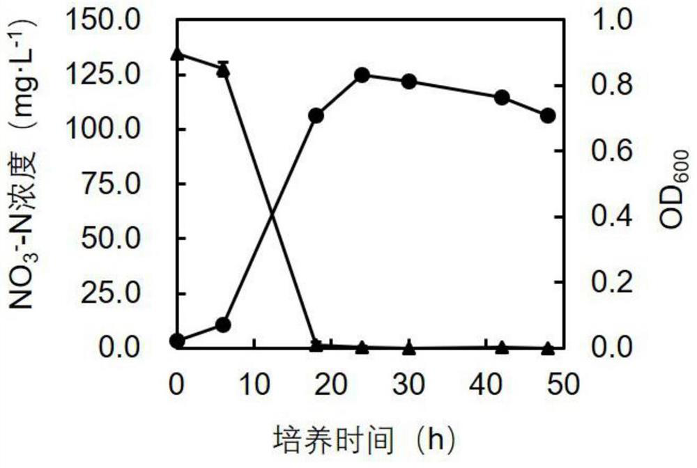 A kind of denitrification bacteria and its application