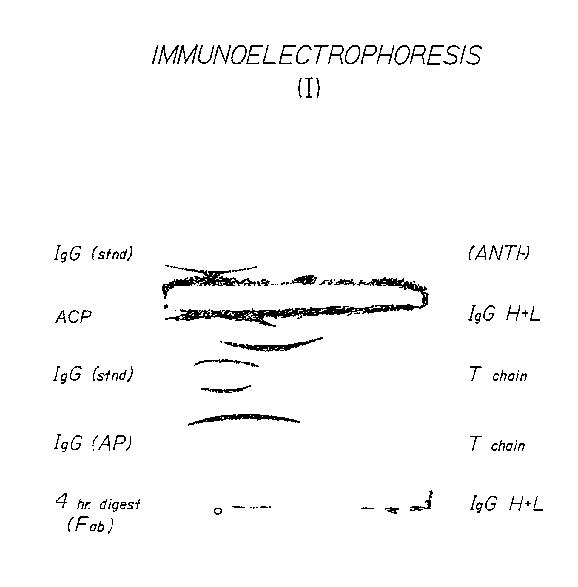 Antivenom composition containing Fab fragments