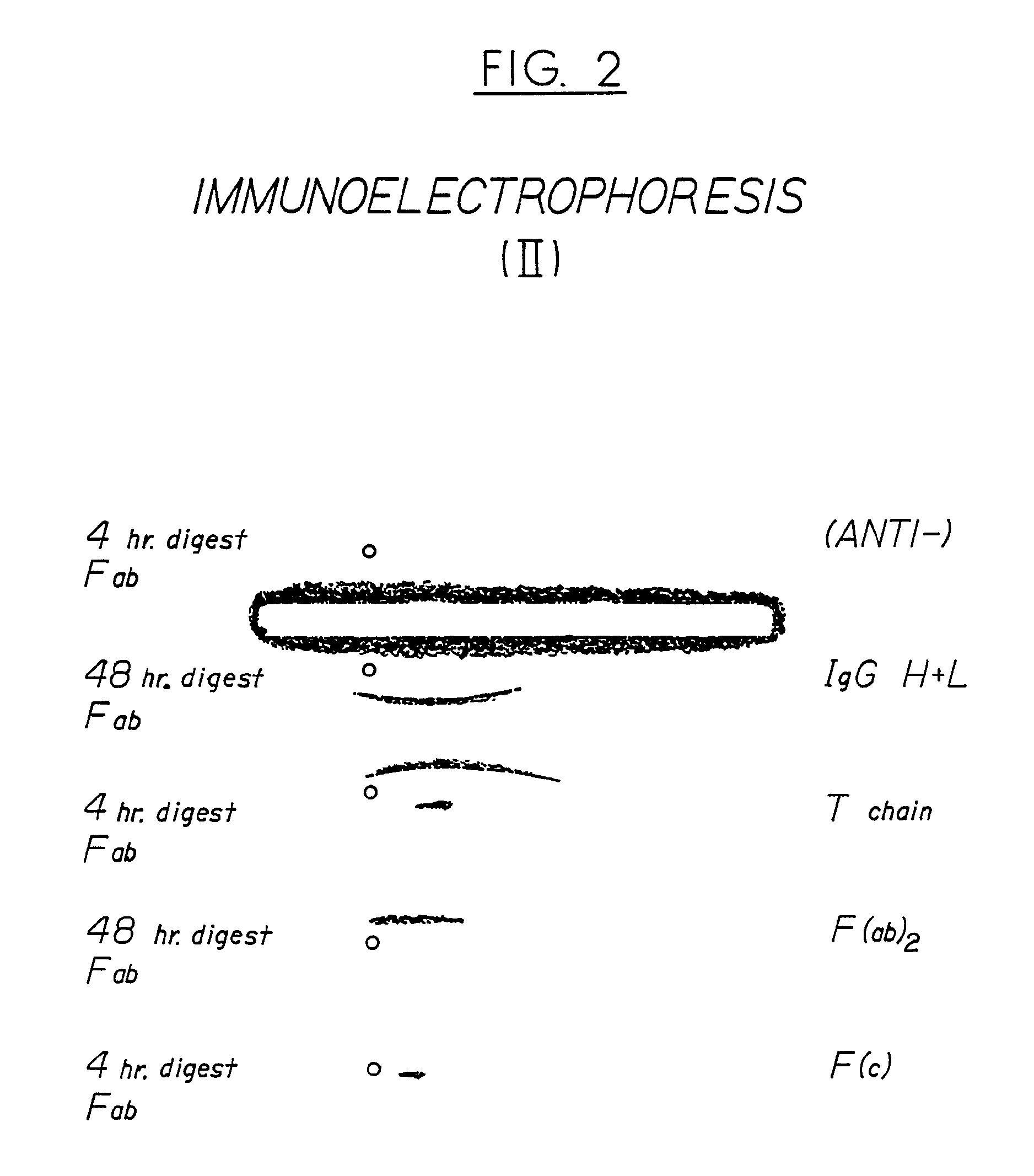 Antivenom composition containing Fab fragments