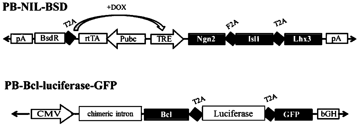 Directionally-inducible and anti-apoptosis pluripotent stem cells and preparation method and application thereof