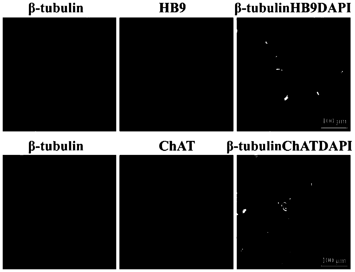 Directionally-inducible and anti-apoptosis pluripotent stem cells and preparation method and application thereof