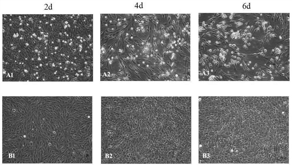 A virulent strain of tilapia lake virus and its rpa detection primer and method