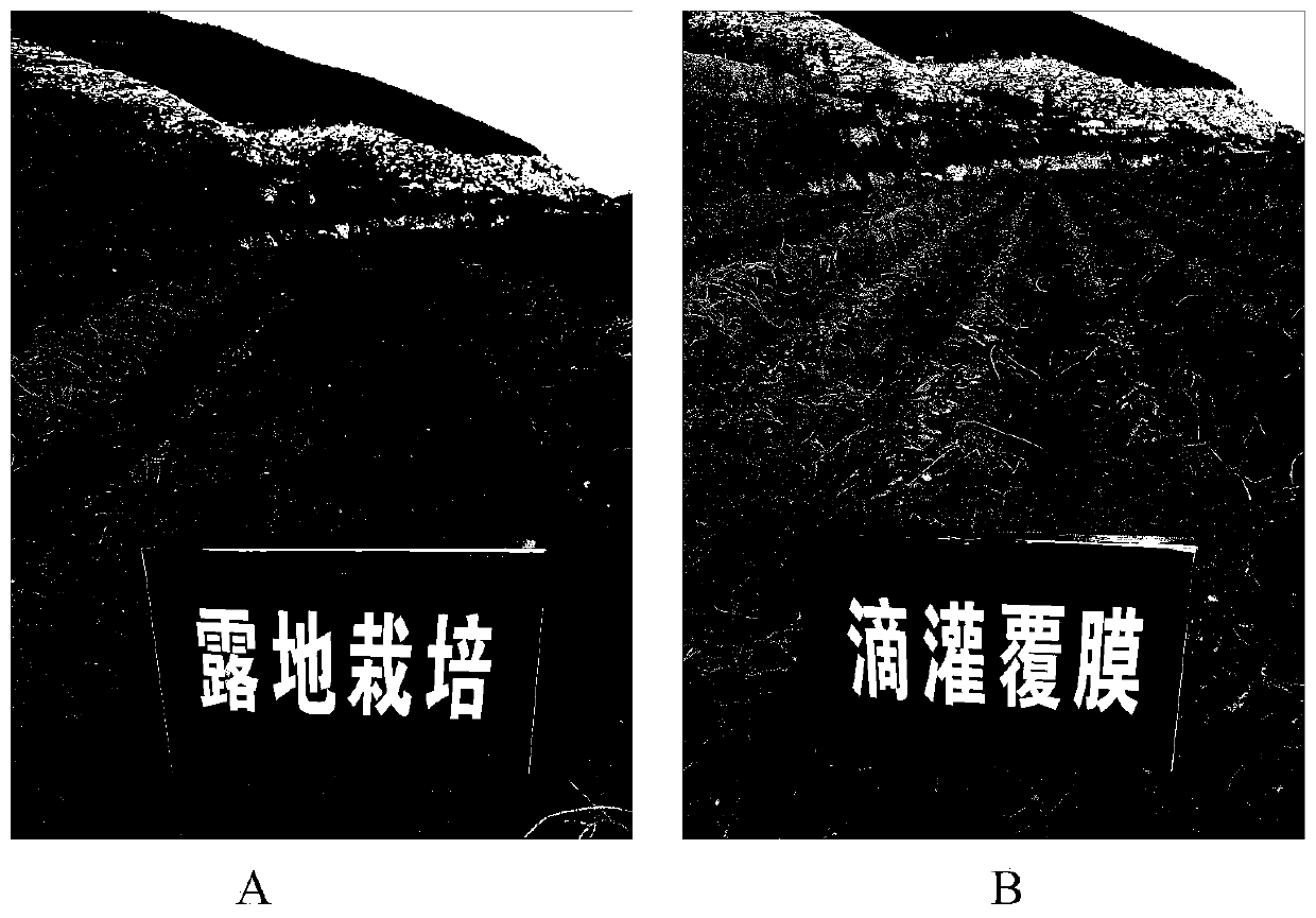 Fresh-eating-type sweet potato planting method based on water and fertilizer integration