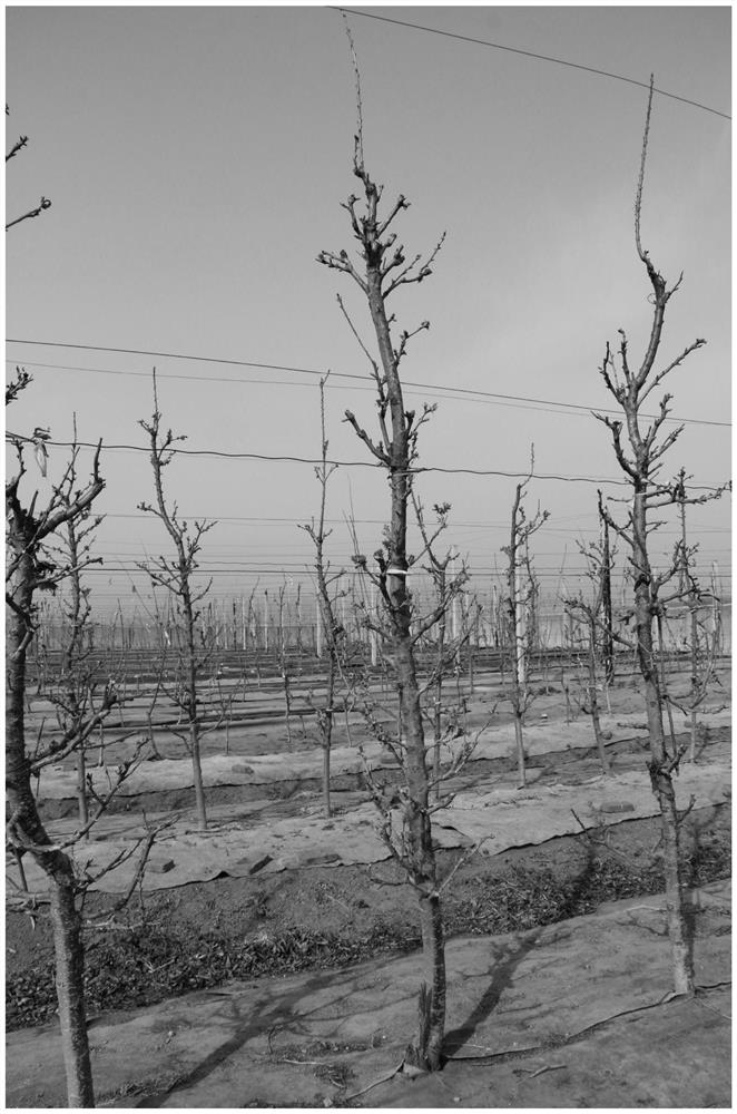 A sweet cherry columnar shaping and pruning method suitable for labor-saving operation