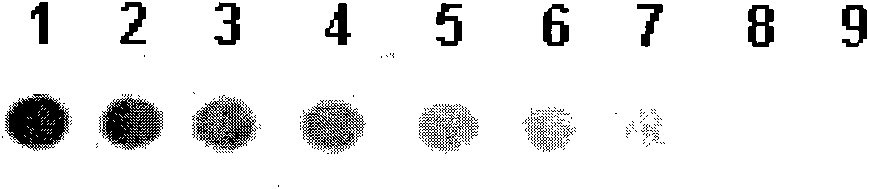 DNA probe for detecting rhizopus oligosporus, gene chip and application thereof