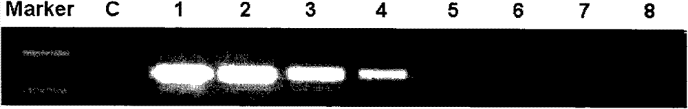 DNA probe for detecting rhizopus oligosporus, gene chip and application thereof