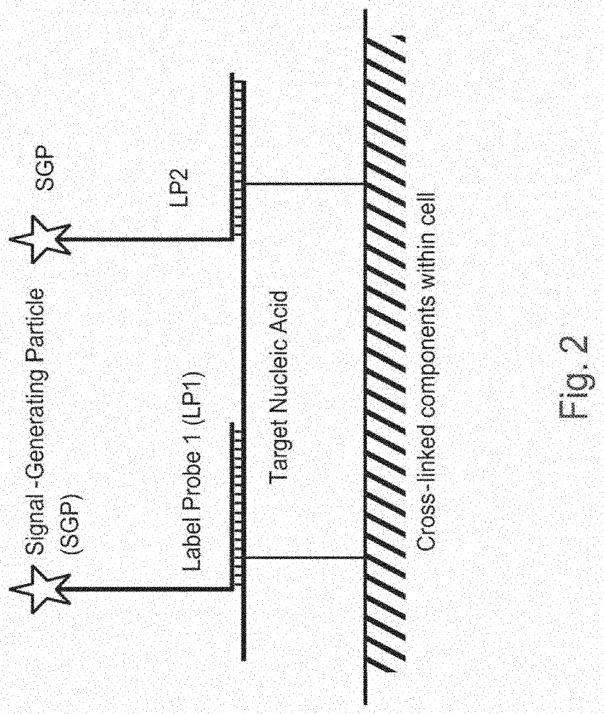 Methods of detecting nucleic acid sequences with high specificity