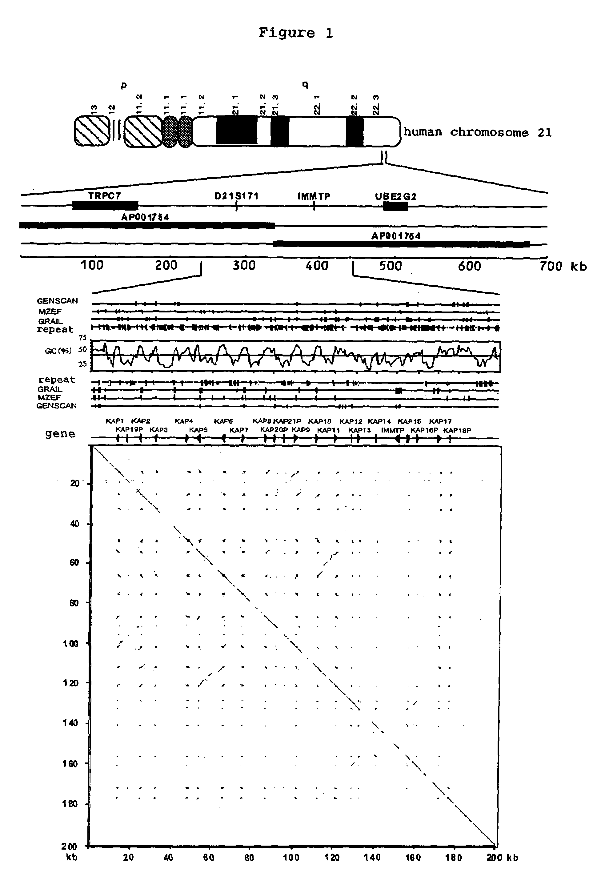 Hair keratin-associated proteins