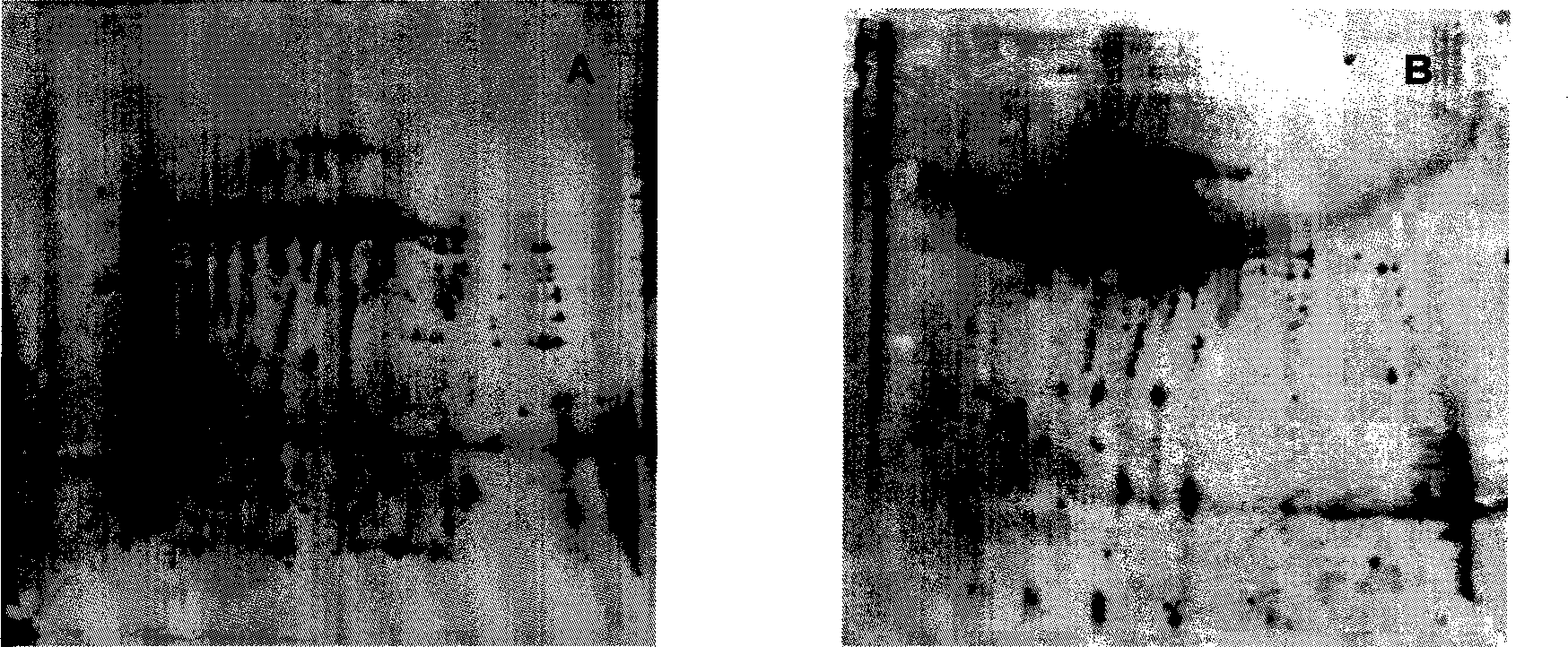 Harmful algal bloom biological cell surface specific antibody and preparation thereof