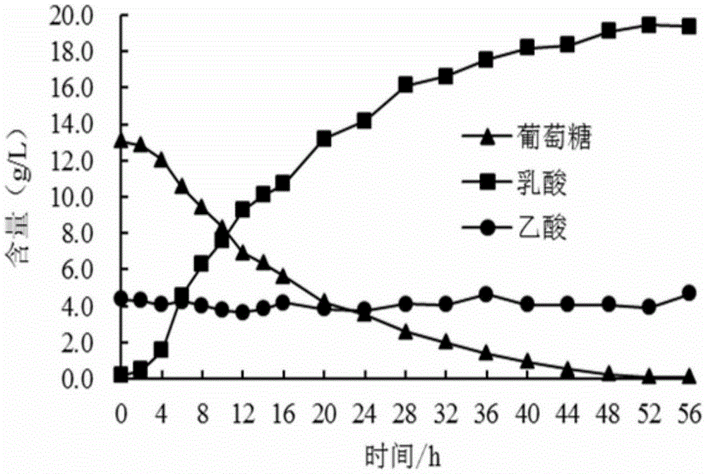 Lactobacillus paracasei with antioxidant activity and application thereof