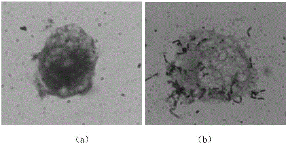 Lactobacillus paracasei with antioxidant activity and application thereof