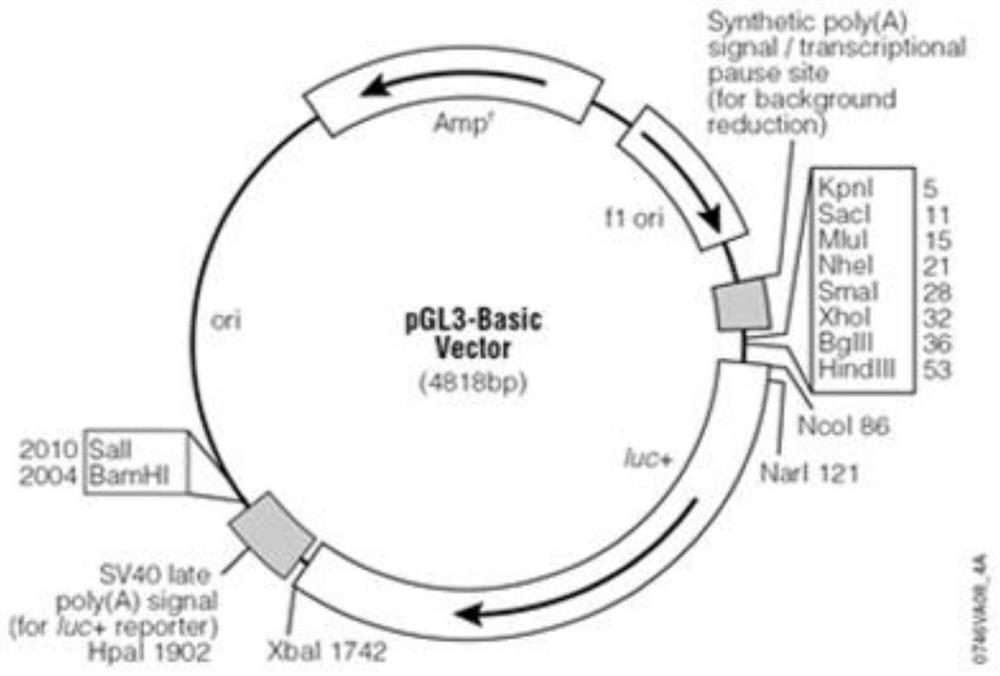 Recombinant plasmid containing HDAC1 gene promoter and reporter gene as well as construction and application of recombinant plasmid