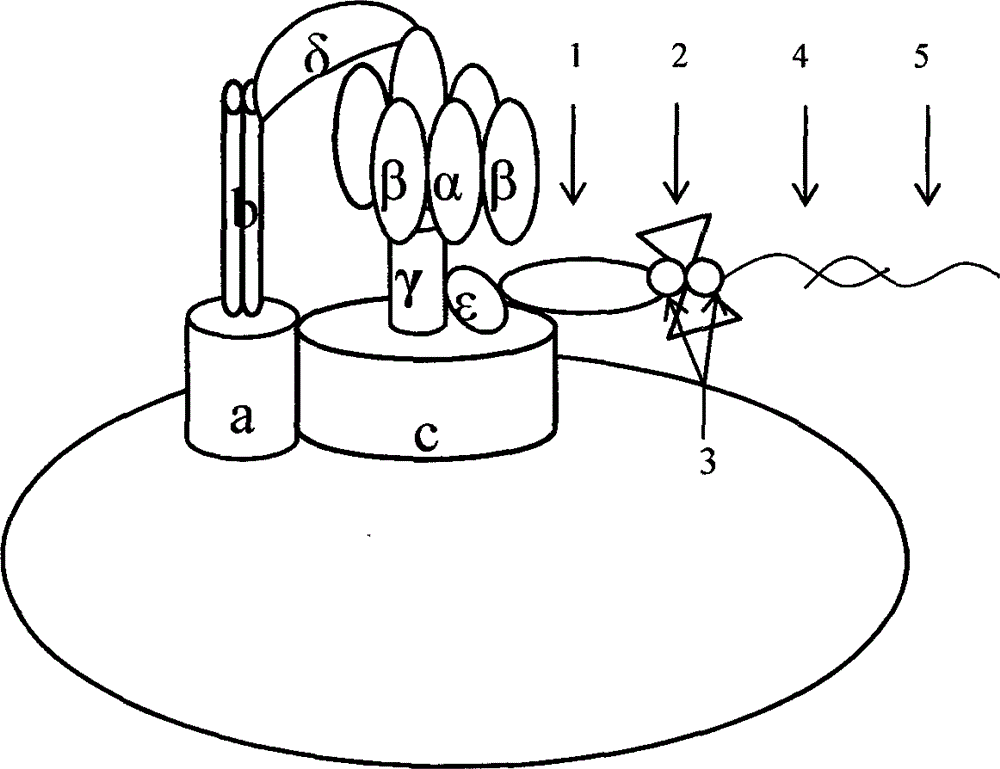 Molecular motor biosensor kit for detecting salmonella