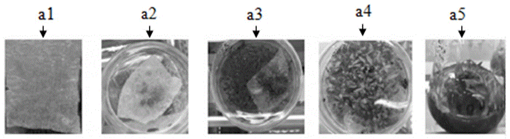 Tissue culture method for bletillastriata (thunb.) reichb.f. seedlings