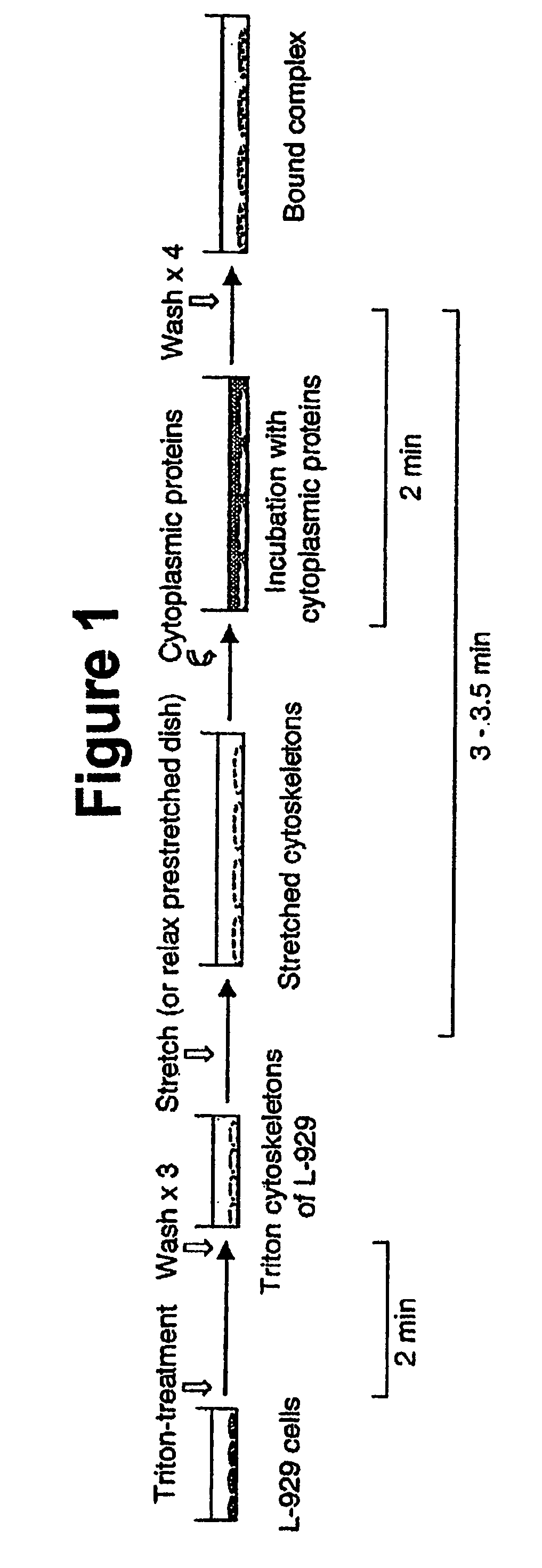 System and method for identifying proteins involved in force-initiated signal transduction