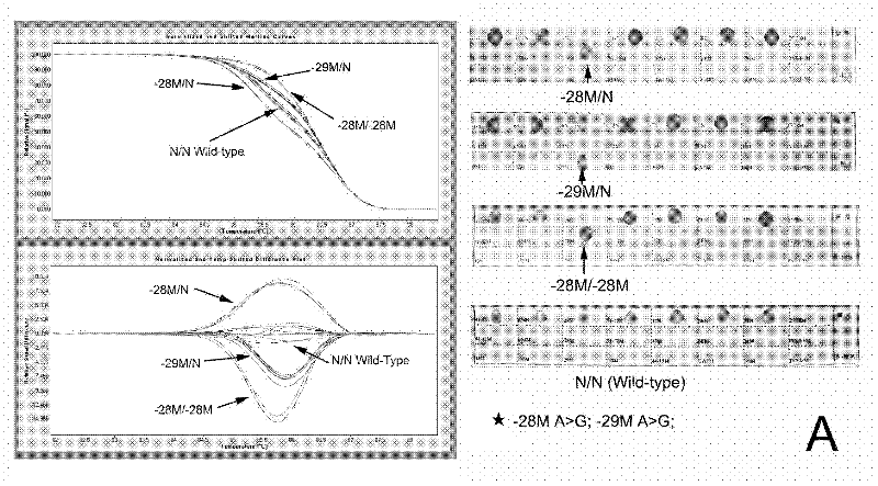 Real-time fluorescence quantitative PCR(Polymerase Chain Reaction) detection primers and kit for thalassemia