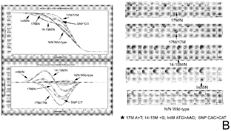 Real-time fluorescence quantitative PCR(Polymerase Chain Reaction) detection primers and kit for thalassemia