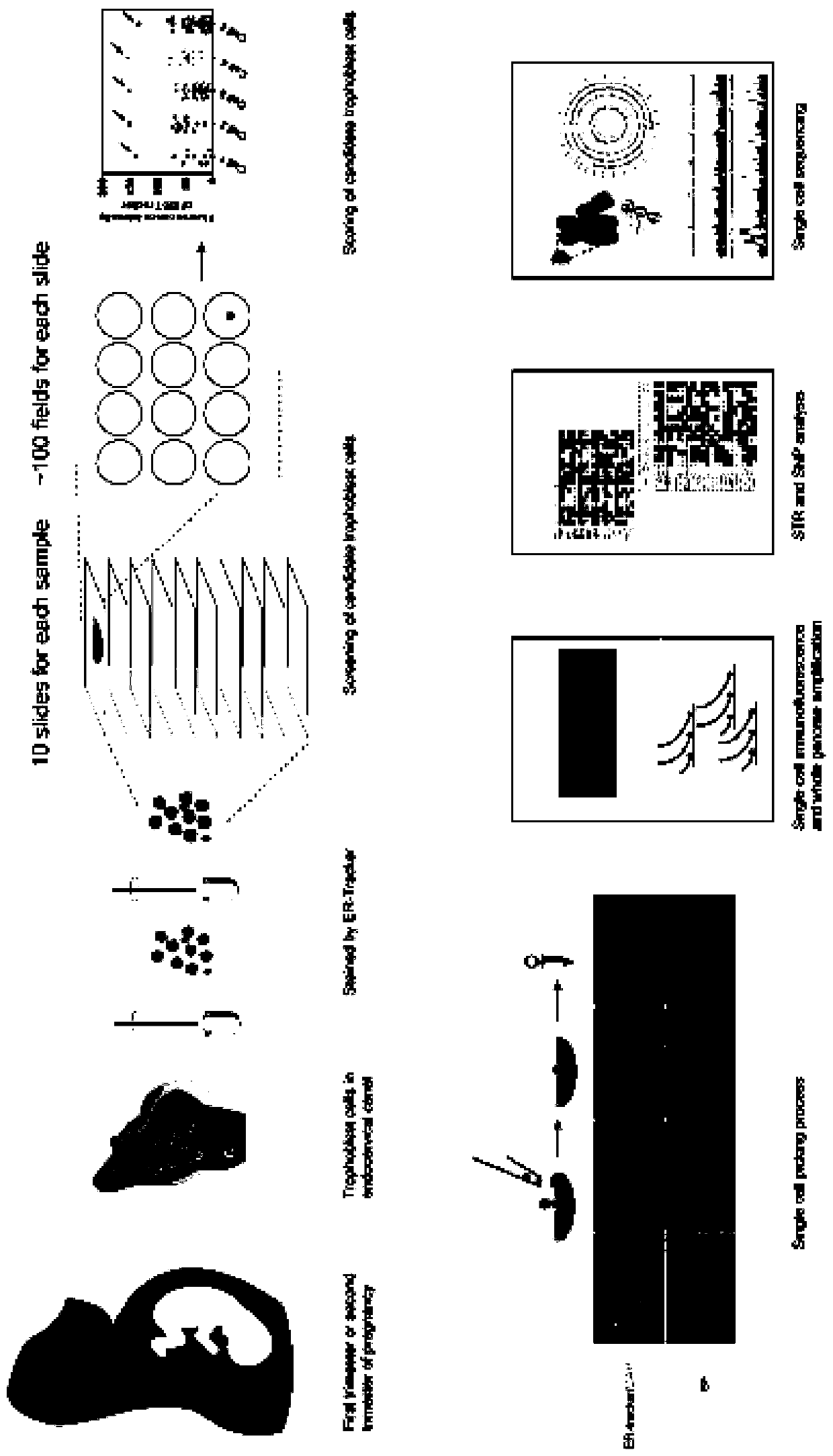 Kit for noninvasively acquiring rare cell of fetus and method of kit