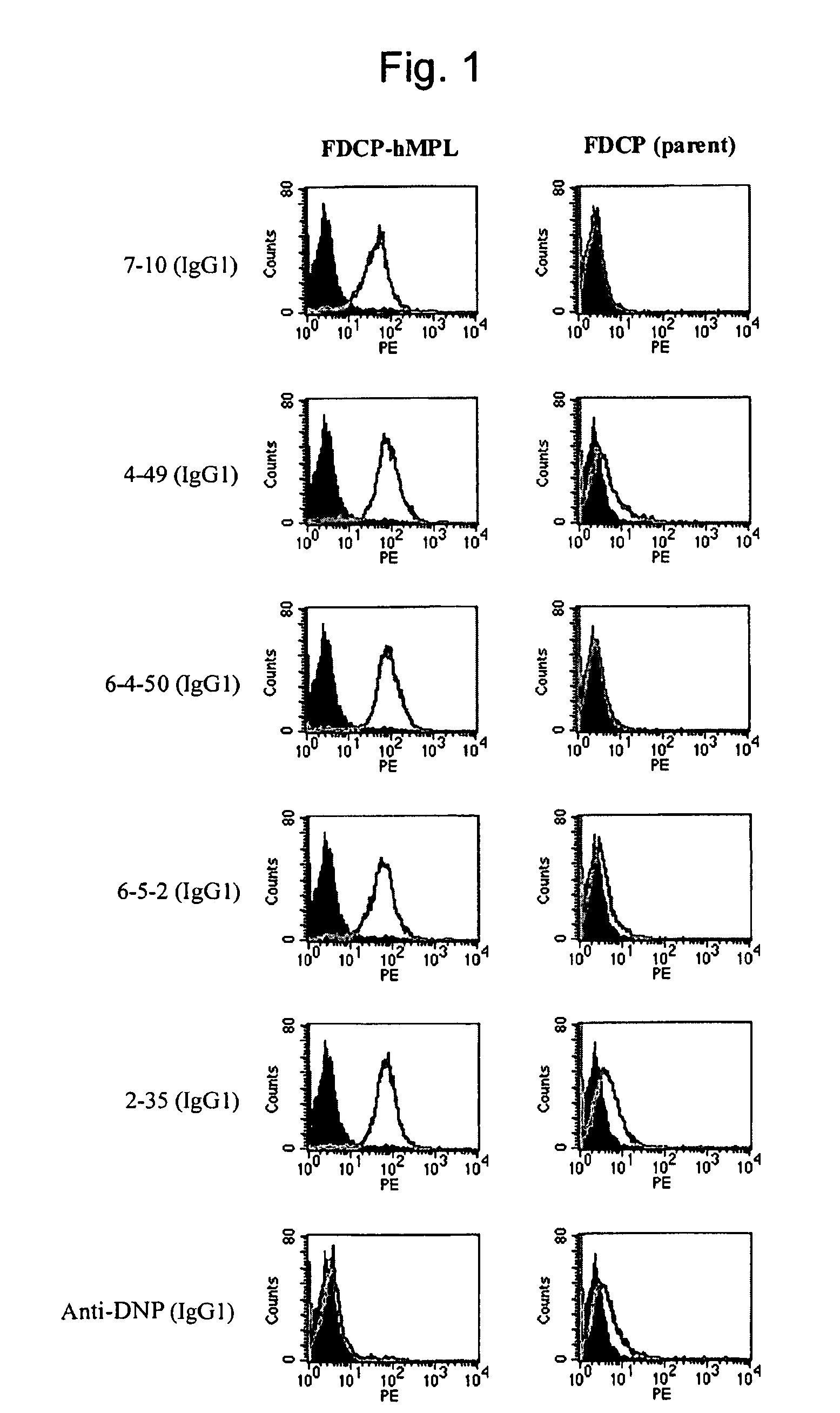 Agonist antibody to human thrombopoietin receptor