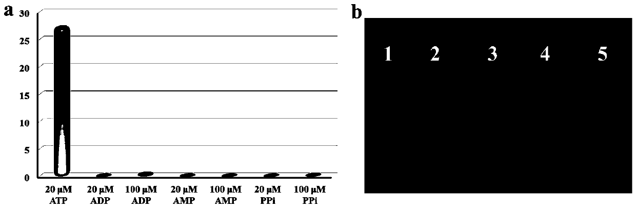 A fluorescent probe for selective recognition of ATP based on aggregation-induced fluorescence enhancement properties, synthesis method and application thereof