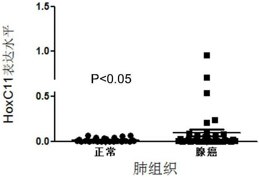 Application of HoxC11 as biological marker for preparing lung adenocarcinoma pre-diagnostic reagent