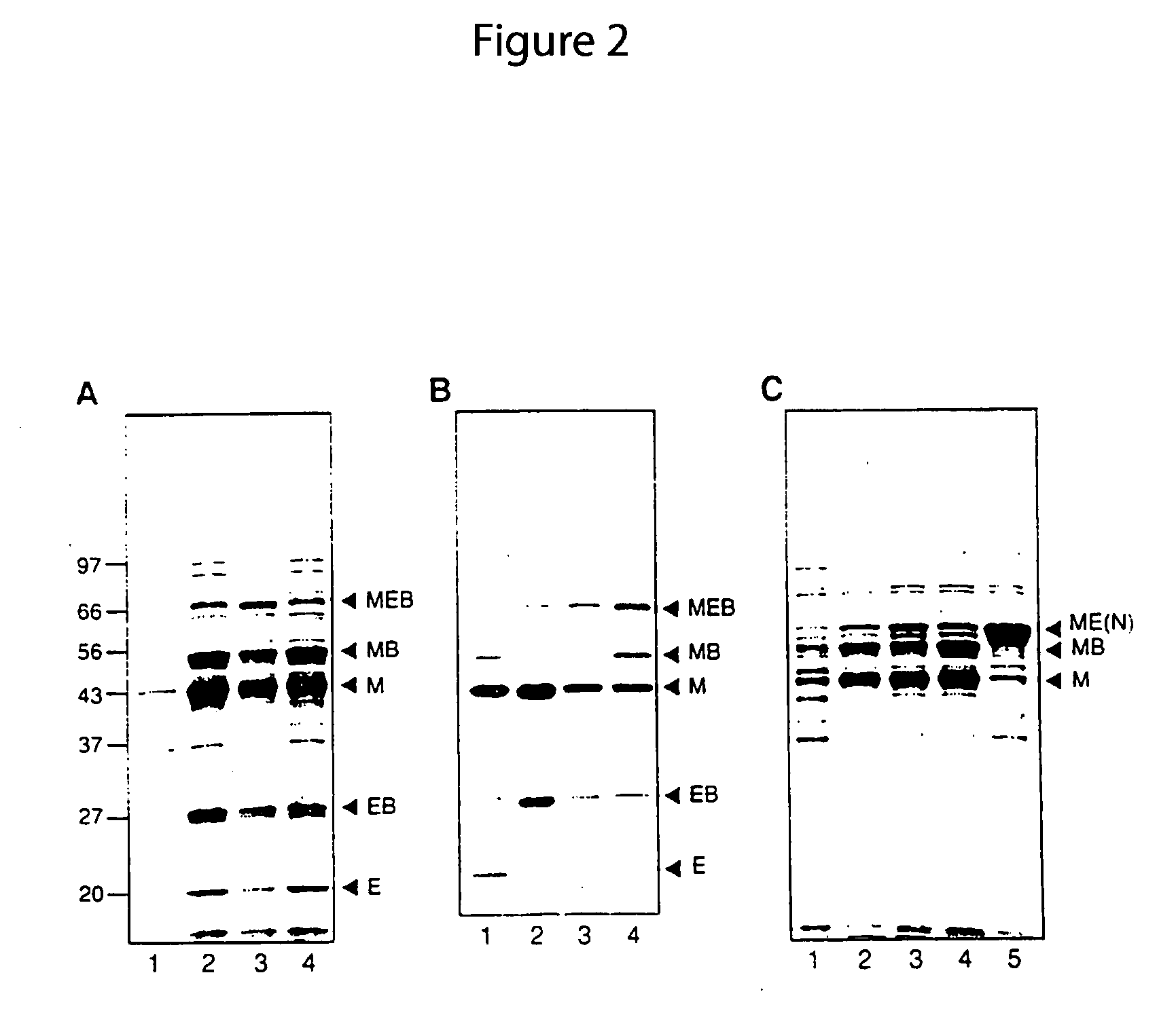 Method for producing circular or multimeric protein species in vivo or in vitro and related methods