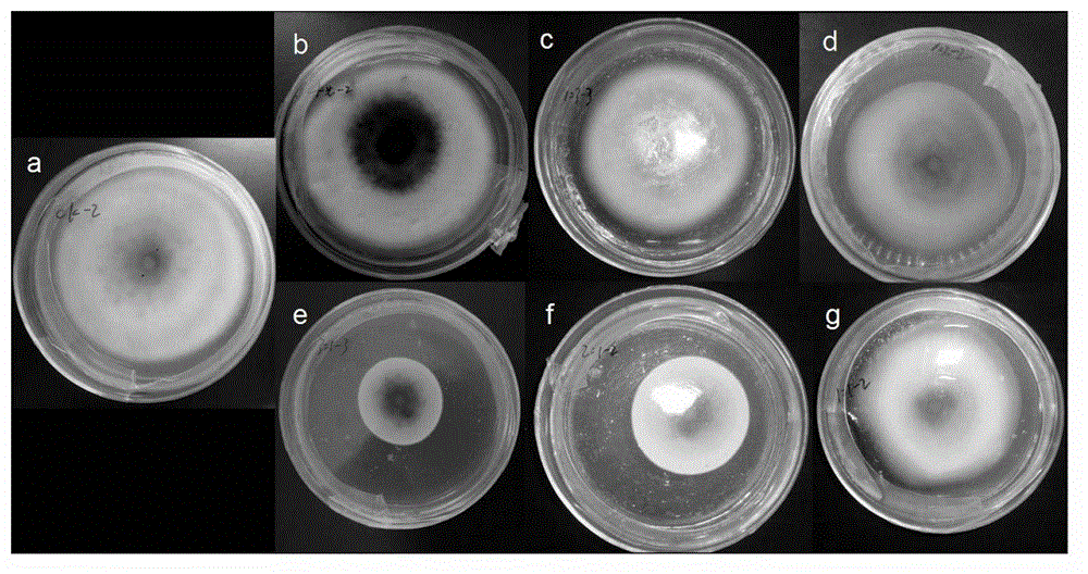 Rhodopseudomonas palustris strains, application of rhodopseudomonas palustris strains, fungicide pesticide as well as preparation method and application of fungicide pesticide