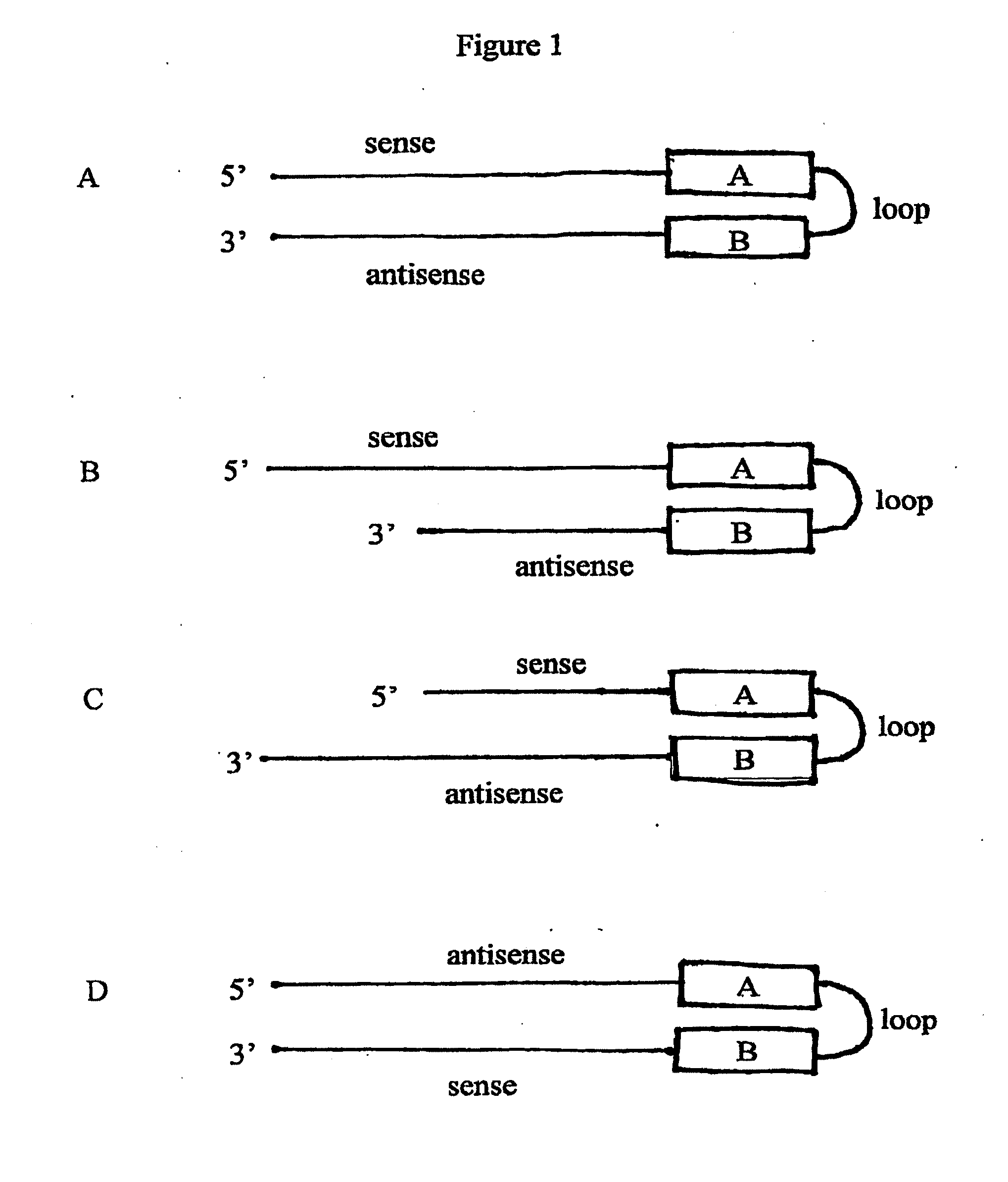 Double stranded RNA structures and constructs, and methods for generating and using the same