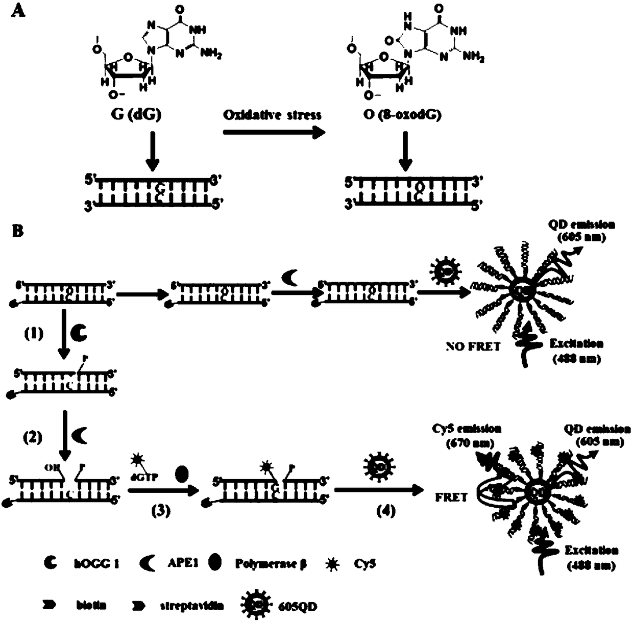 A method for detecting DNA glycosylase activity based on single quantum dot level