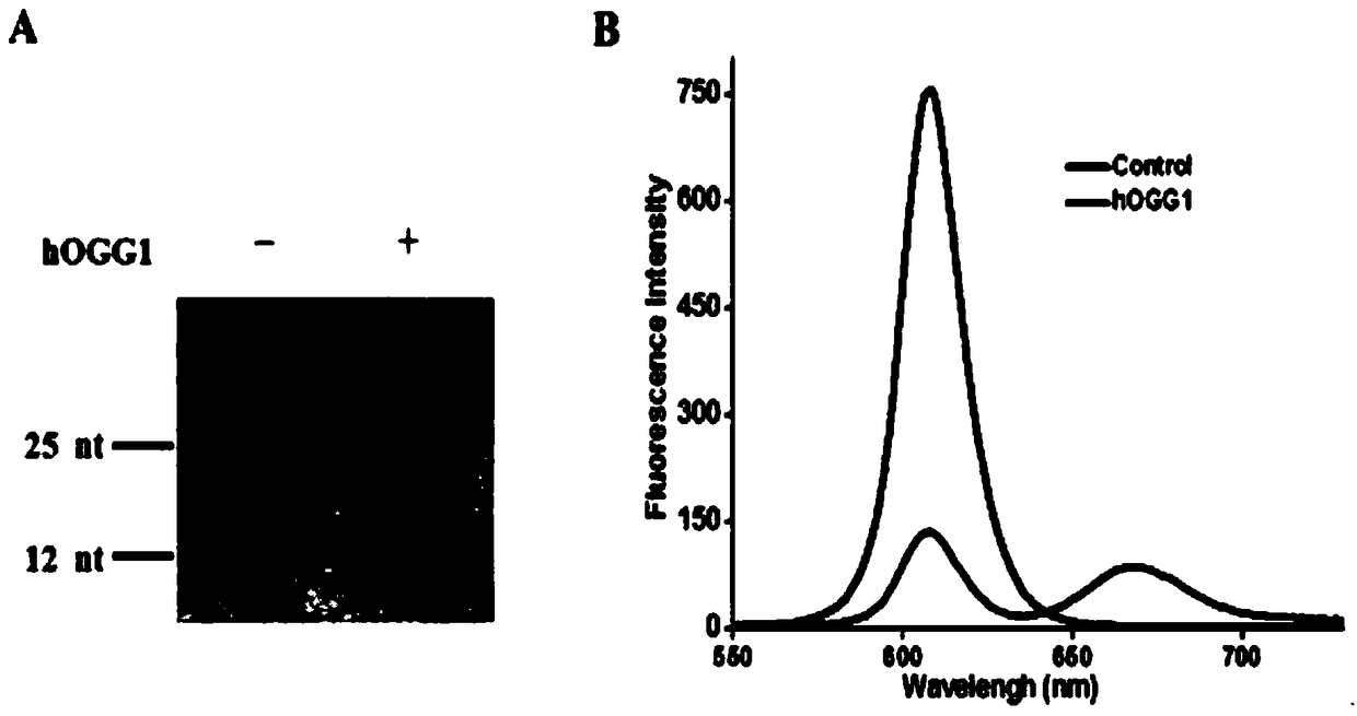 A method for detecting DNA glycosylase activity based on single quantum dot level